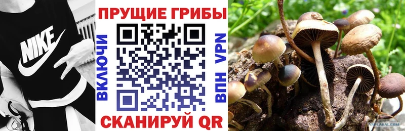 где найти   Белогорск  Псилоцибиновые грибы GOLDEN TEACHER 